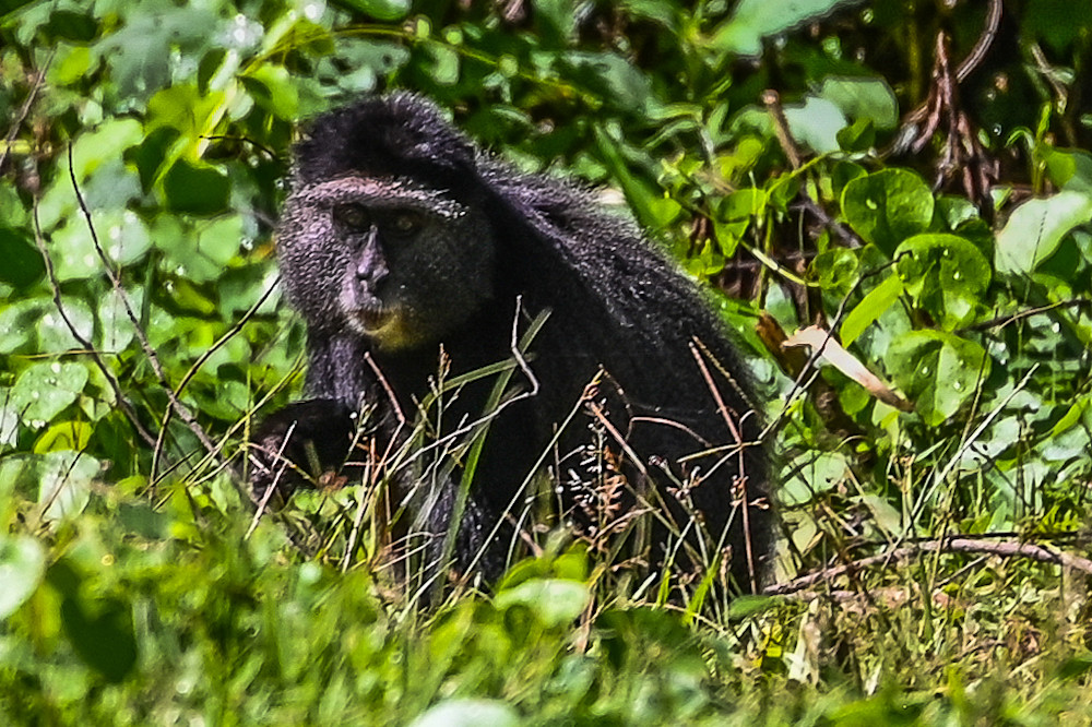 Blue Monkey.  Kakamega Rain Forest, Kenya Photography Art | Michael J. Reinhart Photography