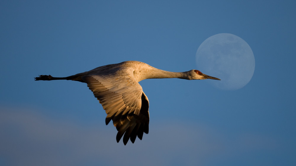 Moon Flight Of Sand Hill Crane Photography Art | Kates Nature Photography, Inc.