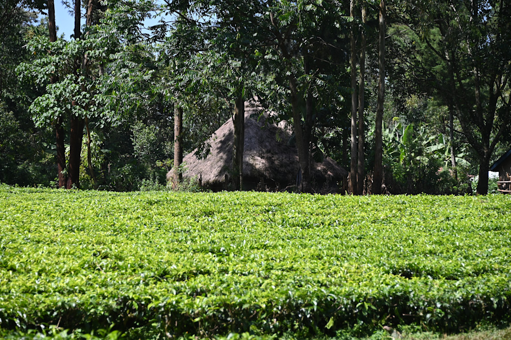 Tea Plantation.  Kenya Photography Art | Michael J. Reinhart Photography