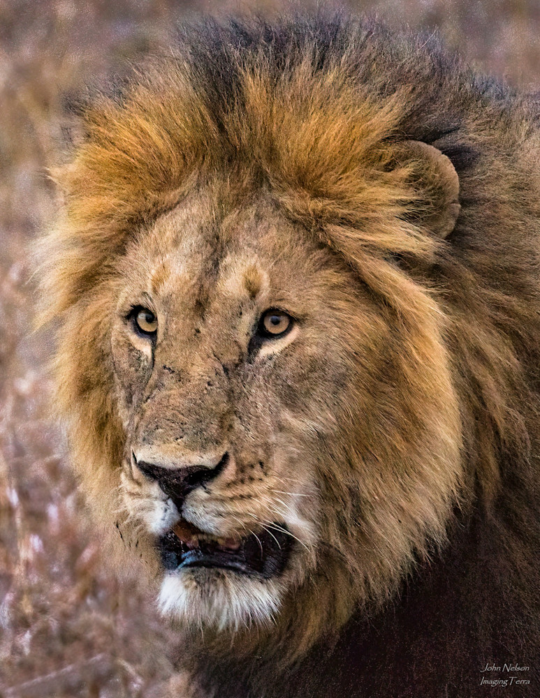 Young Lion On The Serengeti Photography Art | johnnelson