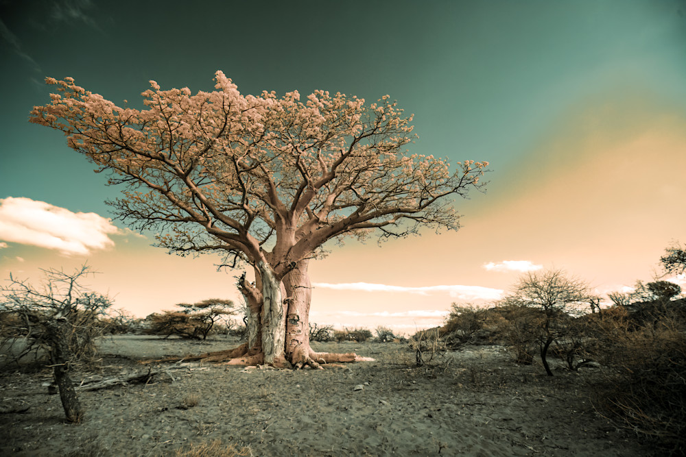Baobab Art | Strati Hovartos