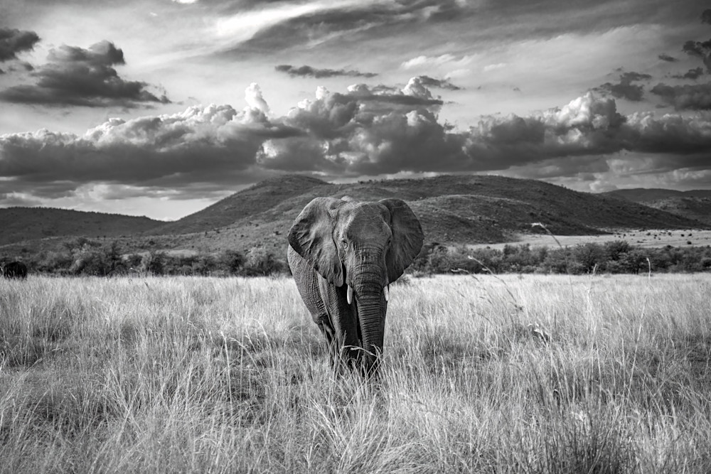 Elephant 0n The Savanah Art | Strati Hovartos