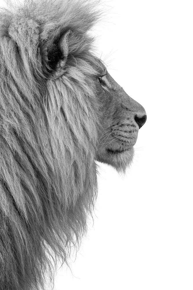 Lion Pride Art | Strati Hovartos