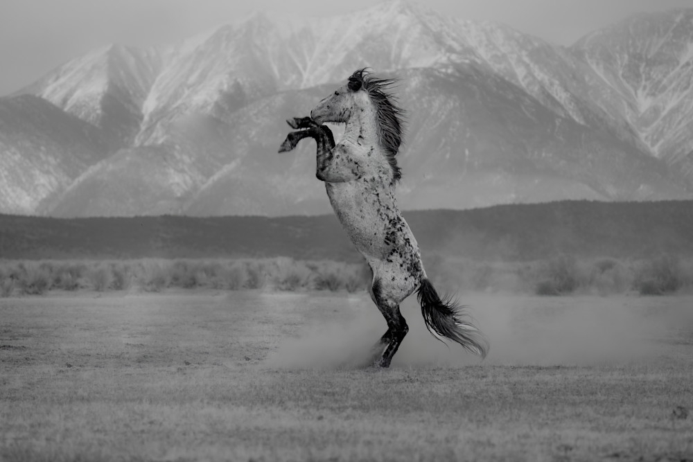 Mustang Art | Strati Hovartos