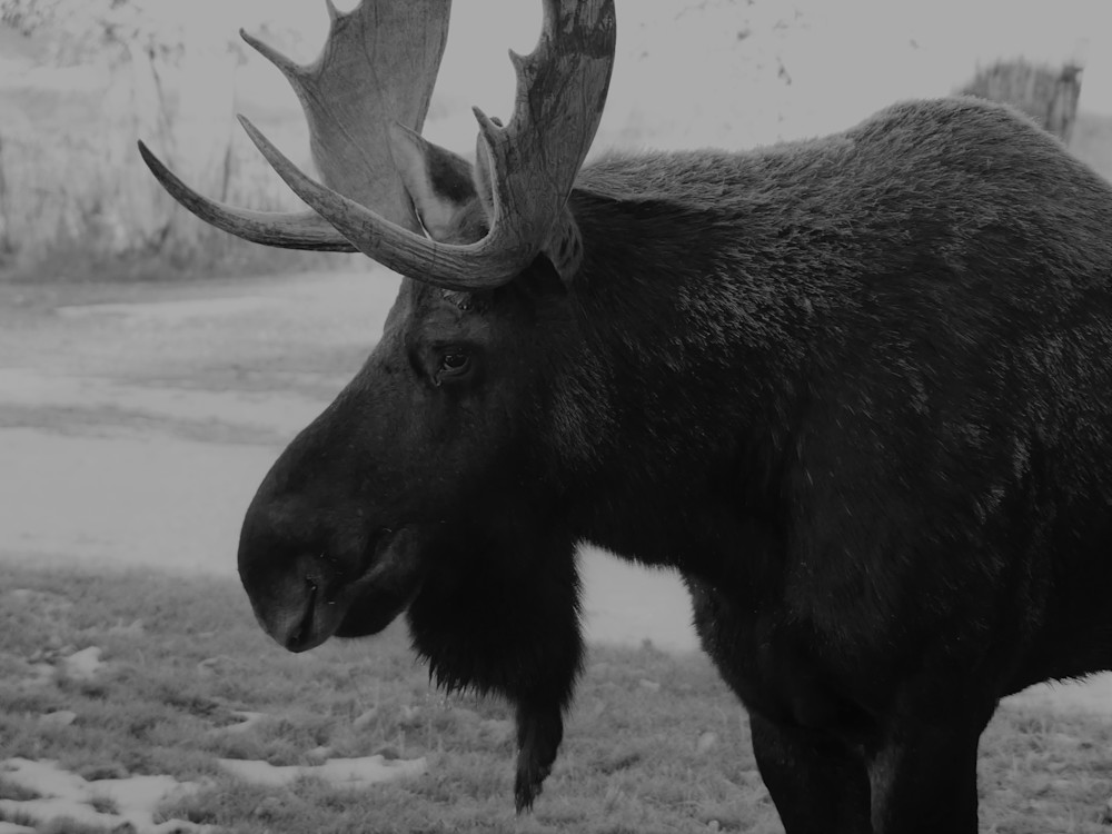 Bull Moose  Content With Life As It Is! Photography Art | Touched by Nature