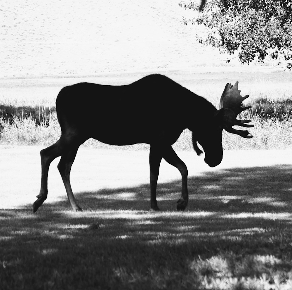 Bull Moose "I'm In Charge Pose"! Photography Art | Touched by Nature