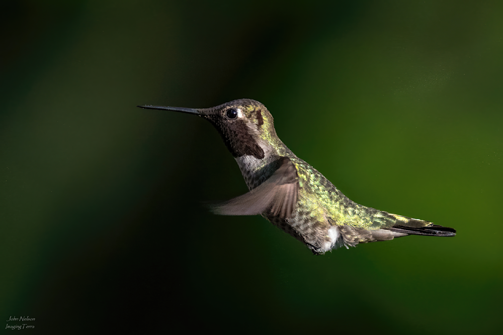 Anna S Hummingbird Photography Art | johnnelson