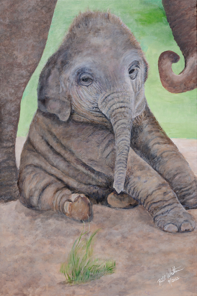 Baby Elephant 2022 Art | Bill Whittemore Art
