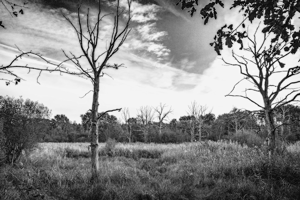 B W.Dead Trees Alive Photography Art | J-M Artography