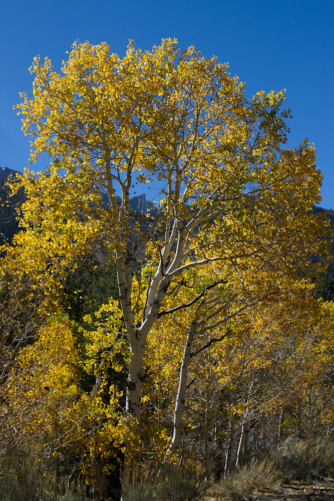 Peaking Through The Trees Art | Leiken Photography