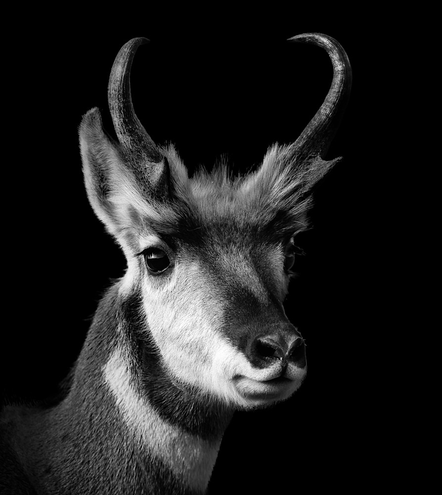 Antelope at Custer State Park.    www.katesnaturephotography.com  @blackhillsbadlands #discoverblackhills #katesnaturephotography
