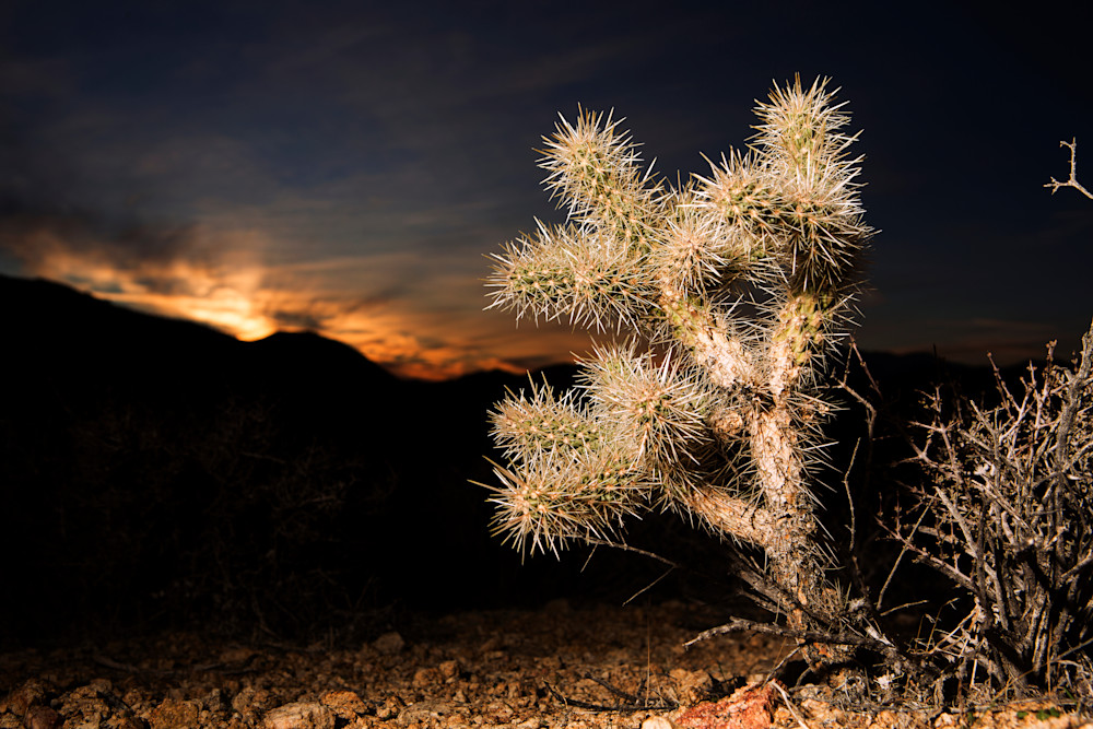 Desert Elegance Photography Art | Philipson Foundation