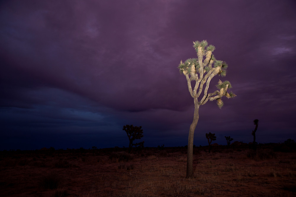 Purple Skies At Joshua Tree Photography Art | Philipson Foundation