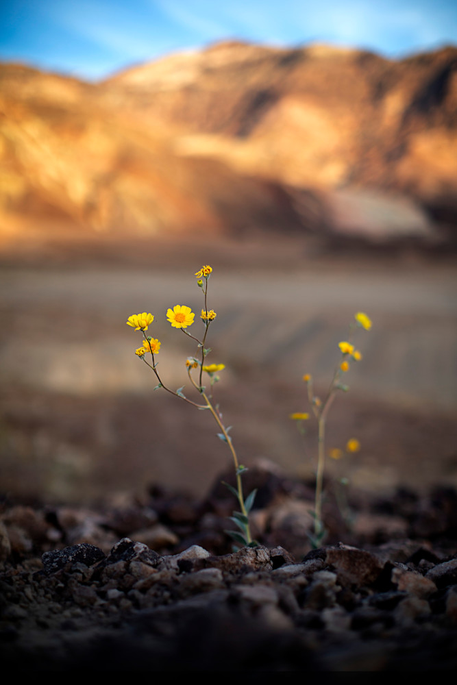 Golden Wildflowers At Sunset: Nature's Gilded Portrait Photography Art | Philipson Foundation