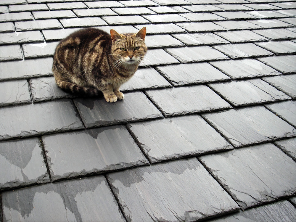Cat On A Slate Roof Photography Art | Robert Harrison Fine Art