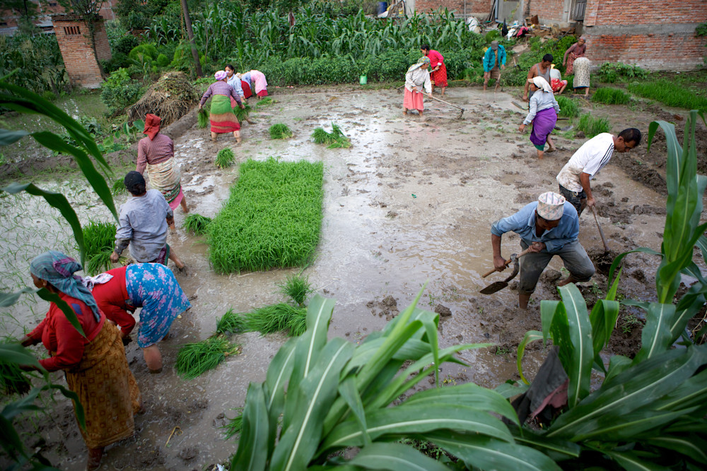 Sowing Life: A Monsoon Afternoon In Bhaktapur's Rice Fields Photography Art | Philipson Foundation