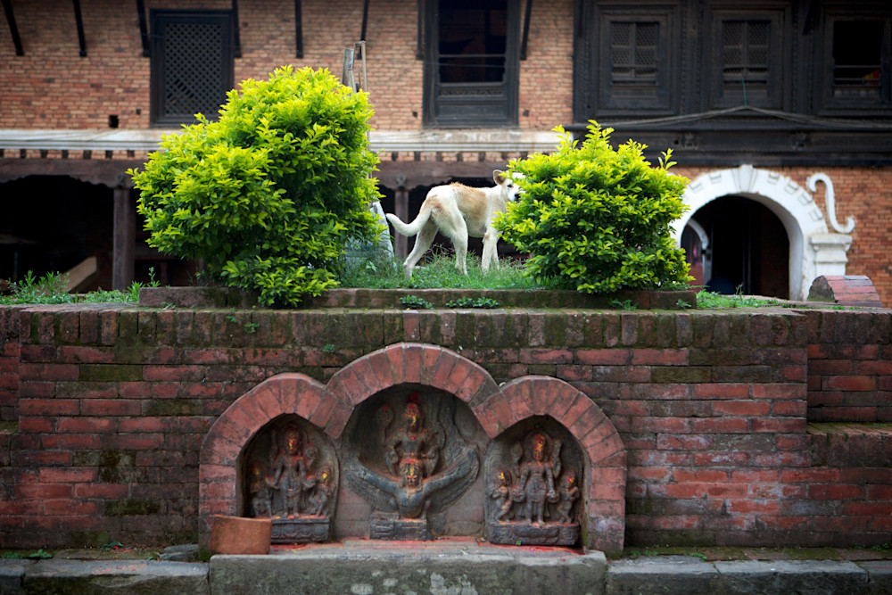 Sacred Guardian: A Canine Amidst Temple Tranquility Photography Art | Philipson Foundation