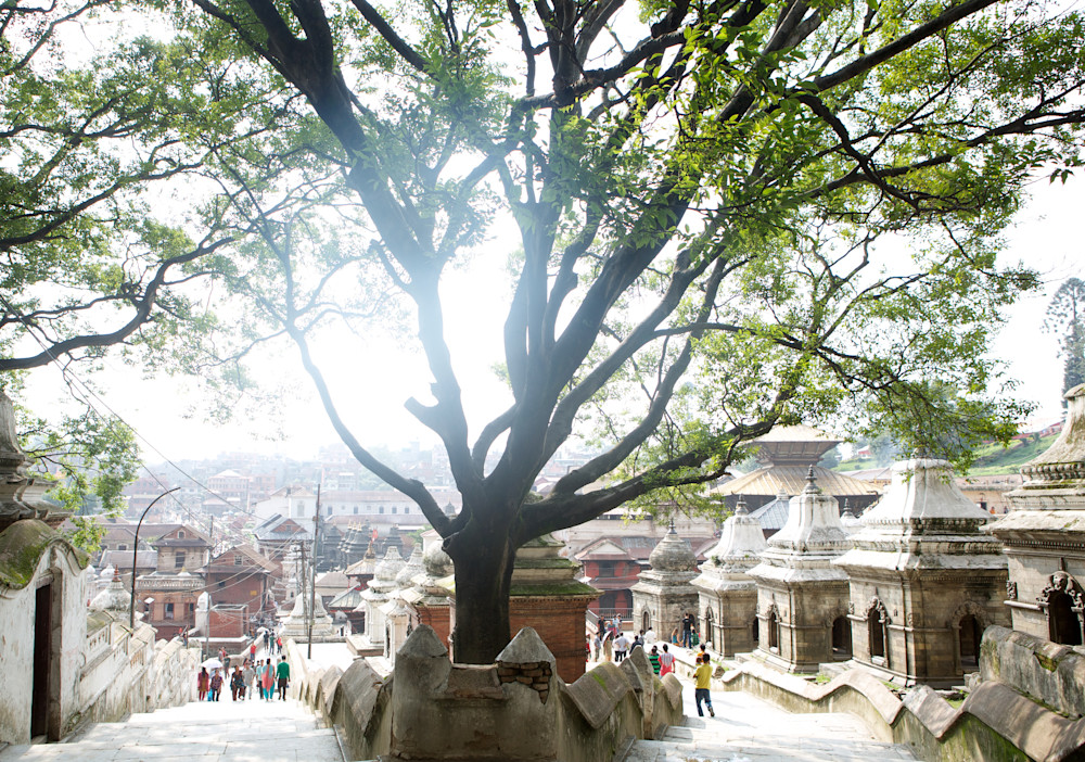 Sacred Silhouette: The Peepal Tree At Shree Pashupatinath Art | Philipson Foundation