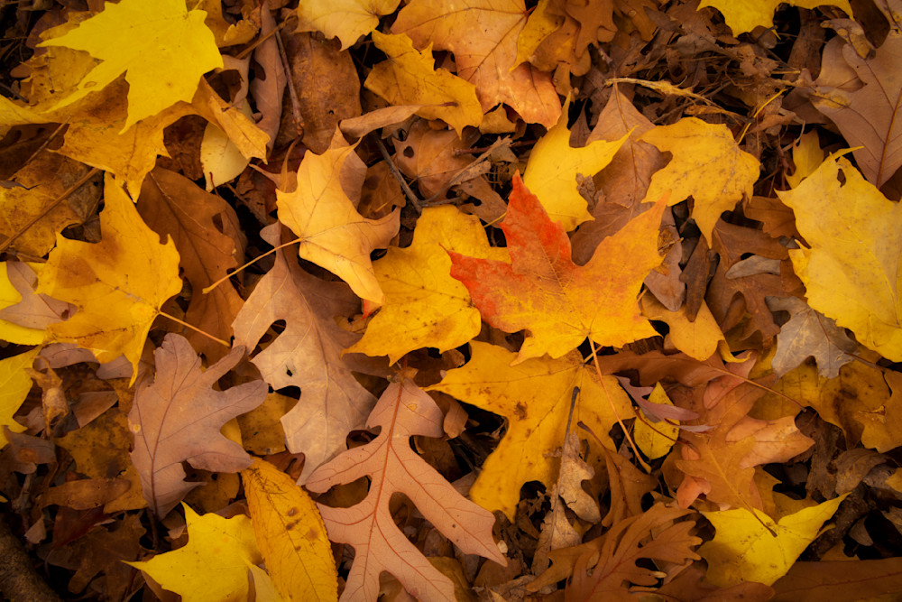 Yellow Leaves Photography Art | Francois De Melogue
