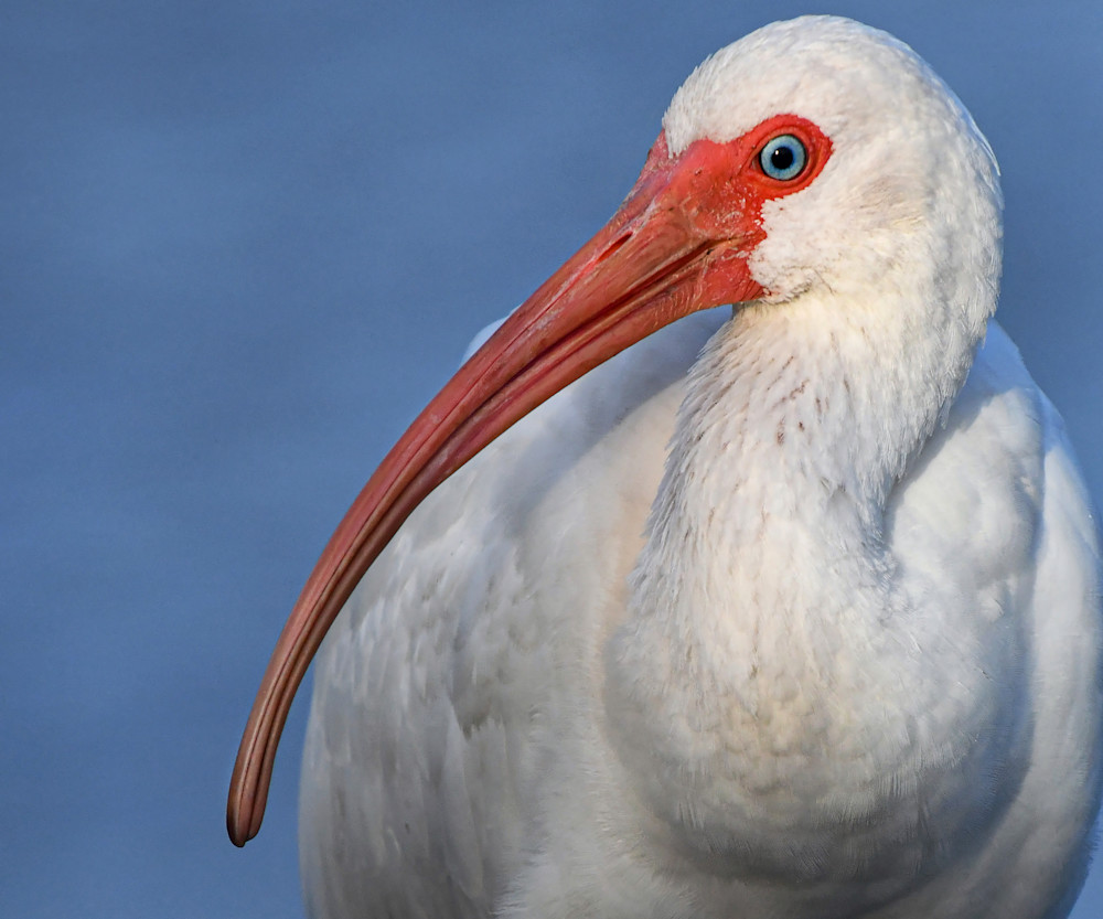 White Ibis