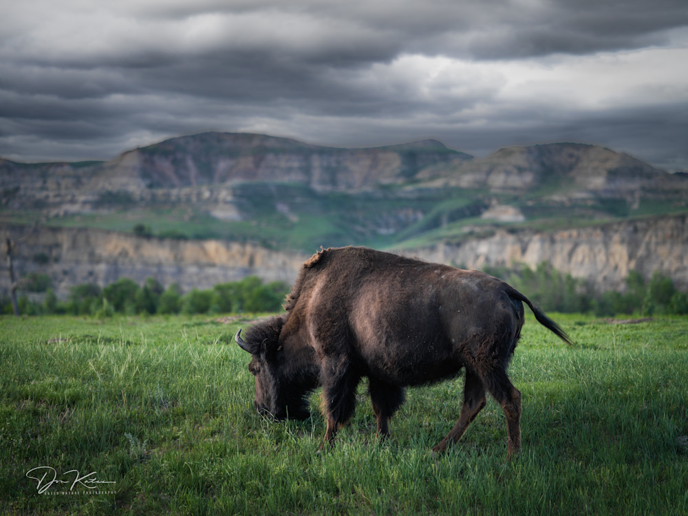 Lone Bison In The Badlands Photography Art | Kates Nature Photography, Inc.