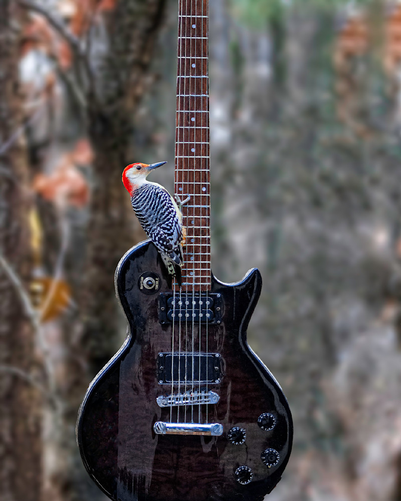 Woodpecker Guitar  Photography Art | Paul Kober Photo