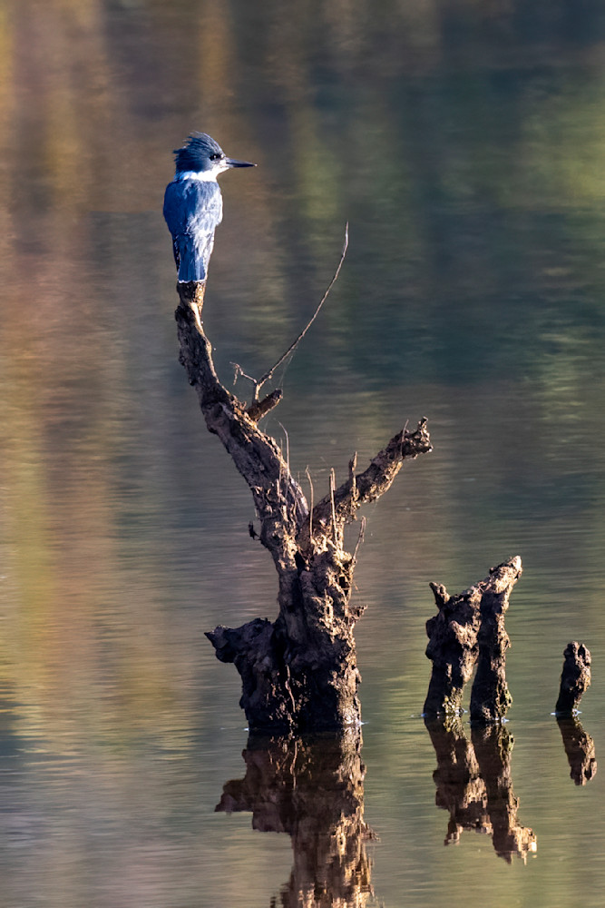 Regal Kingfisher