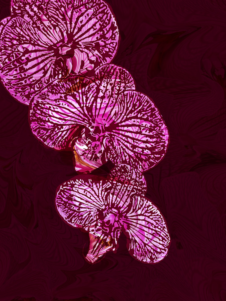 Kitchen Orchids Art | Elena Lipkowski Fine Arts