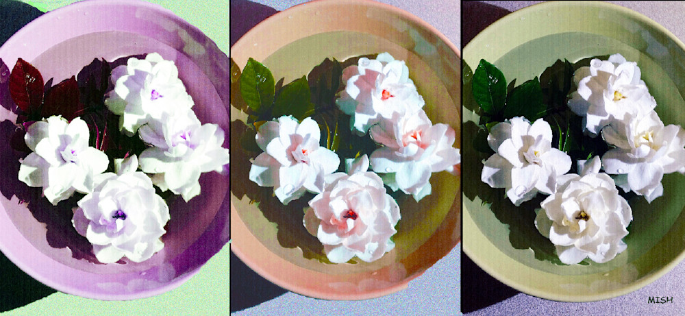 Gardenia Triptich Art | Mish Murphy Fine Art