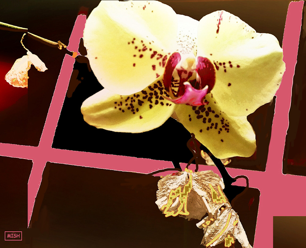 Orchid   Yellow Art | Mish Murphy Fine Art