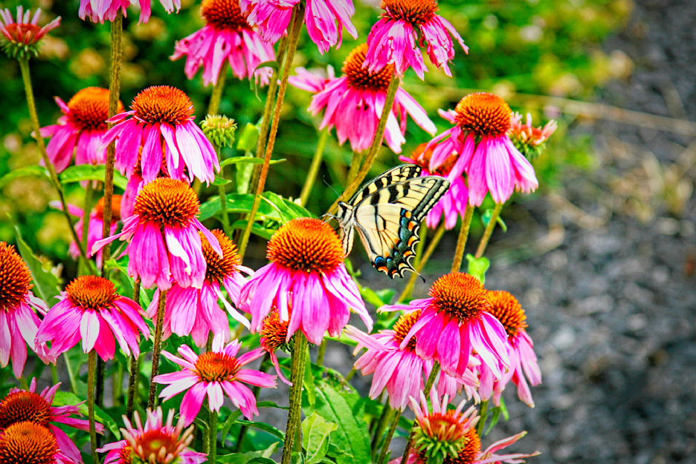 Coneflower Bunch Photography Art | Fred Pais Photography