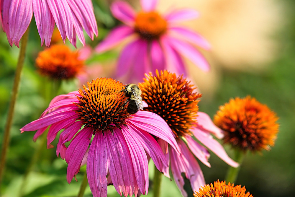 Coneflowers Photography Art | Fred Pais Photography