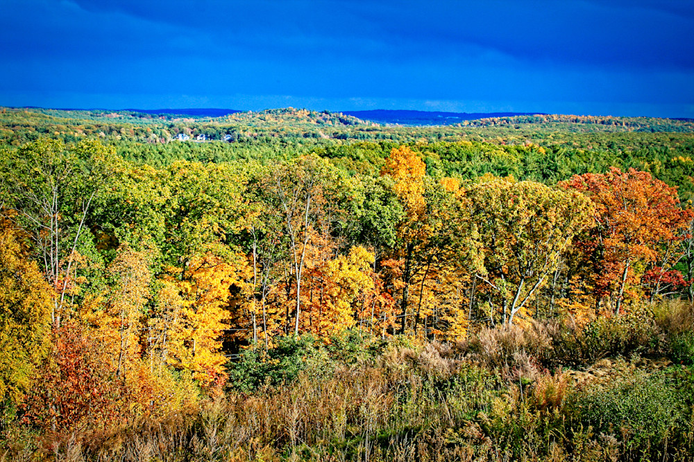 Colorful Treeline Photography Art | Fred Pais Photography