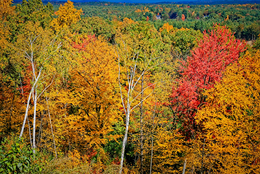 Fall Color Bunch Photography Art | Fred Pais Photography