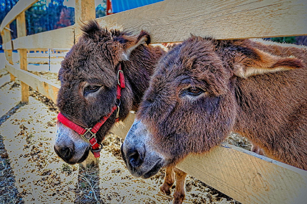 Pair Of Donkeys Photography Art | Fred Pais Photography