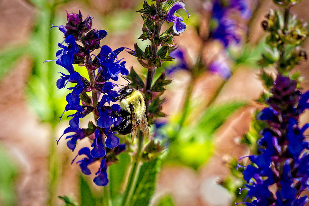 Purple Flowers With Bee Photography Art | Fred Pais Photography