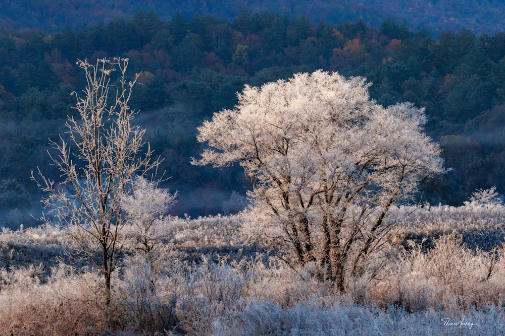 First Frost Photography Art | Thomas Yackley Fine Art Photography
