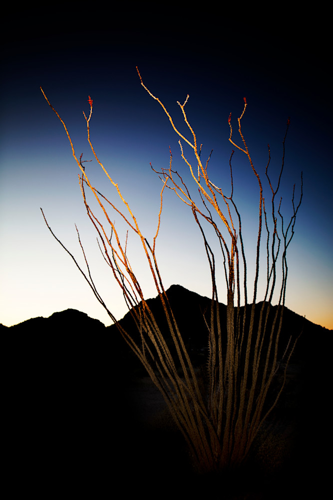 Ocotillo Break The Jagged Sunset Photography Art | Philipson Foundation