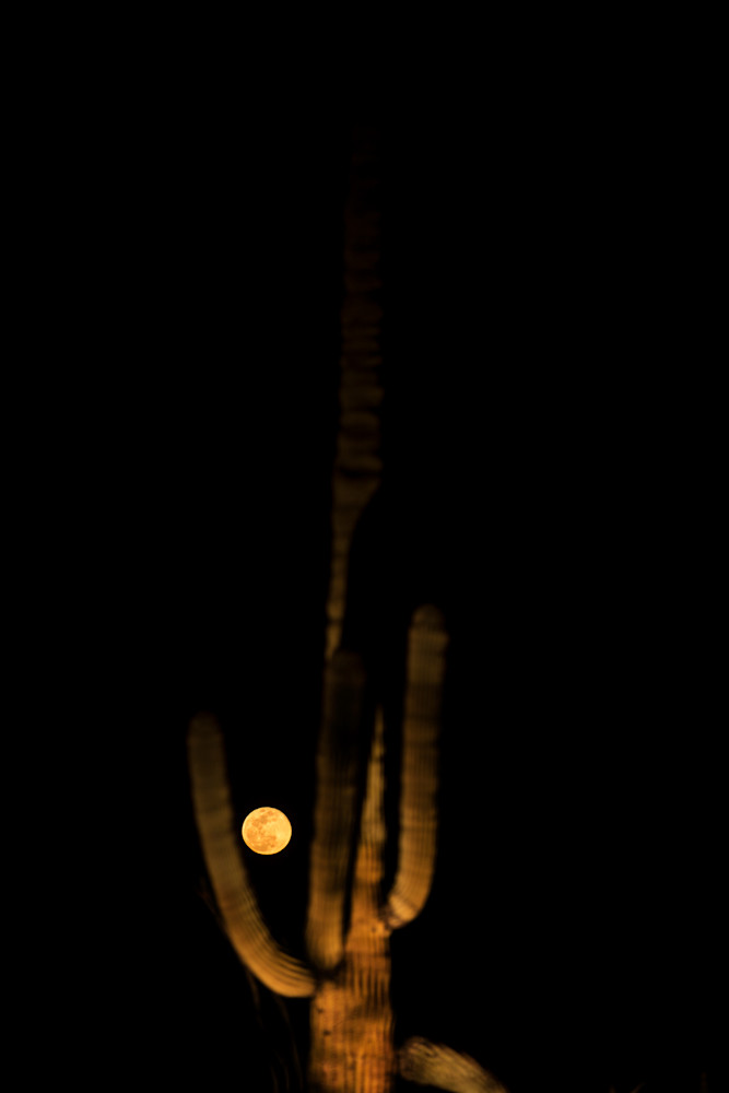 Saguaro Holds The Moon Photography Art | Philipson Foundation