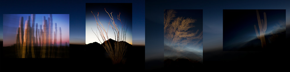 Organ Pipe National Monument Mural Photography Art | Philipson Foundation