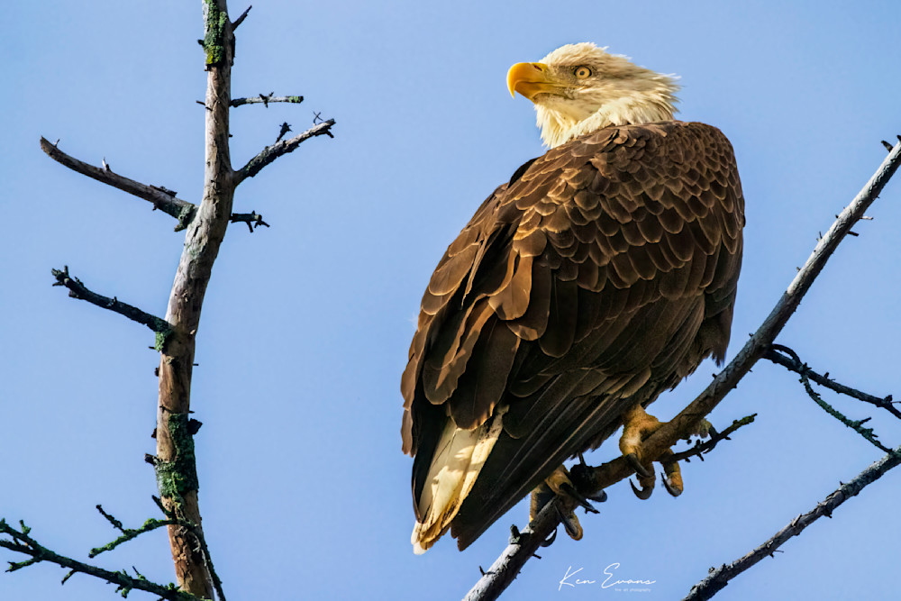 Eagle 5, Over The Shoulder Art | Ken Evans Fine Art Photography