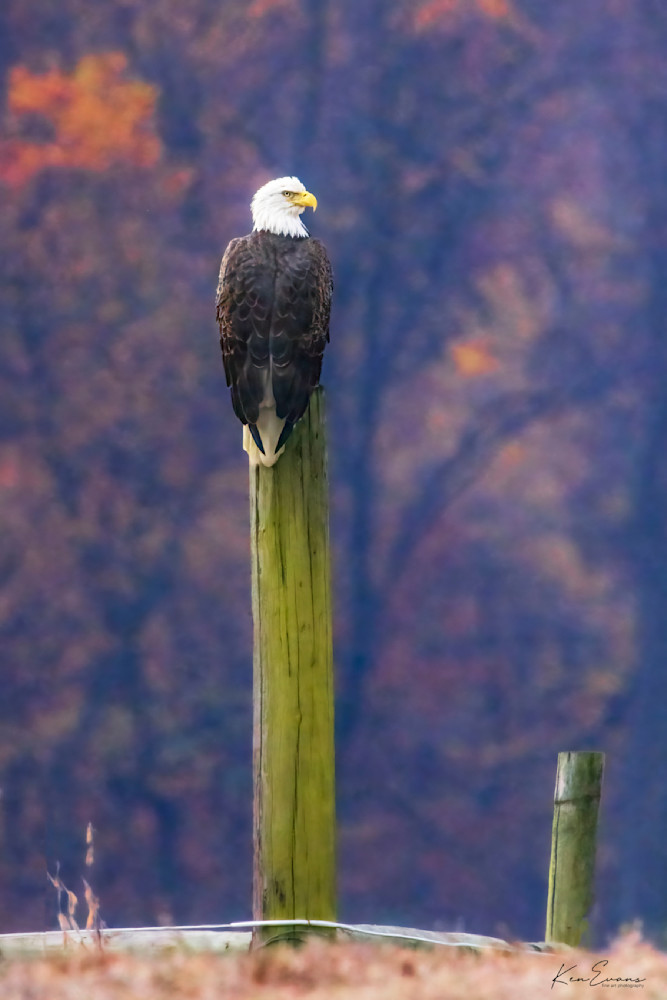 Eagle 6, On A Stick Art | Ken Evans Fine Art Photography