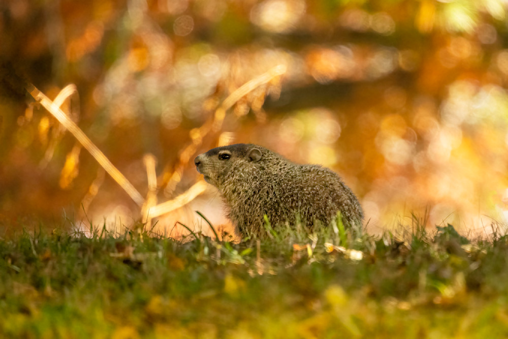 Eastern Marmot, Groundhog, Whistle Pig, Etc., Etc.  Art | Ken Evans Fine Art Photography