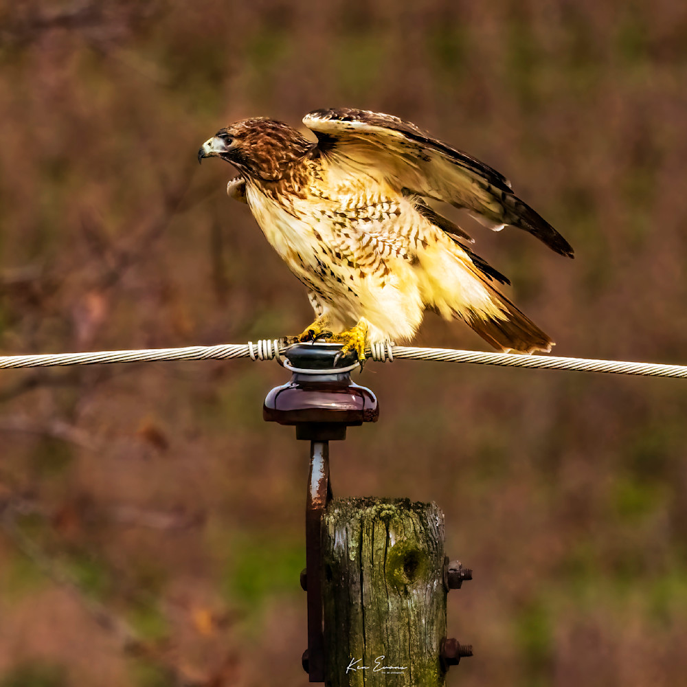Red Tailed Hawk 4 Art | Ken Evans Fine Art Photography