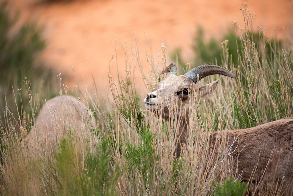20220505 Ut.Zion.Np.131 Art | Philipson Foundation