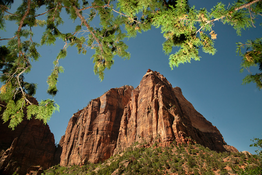 Zion Framed With Juniper Photography Art | Philipson Foundation