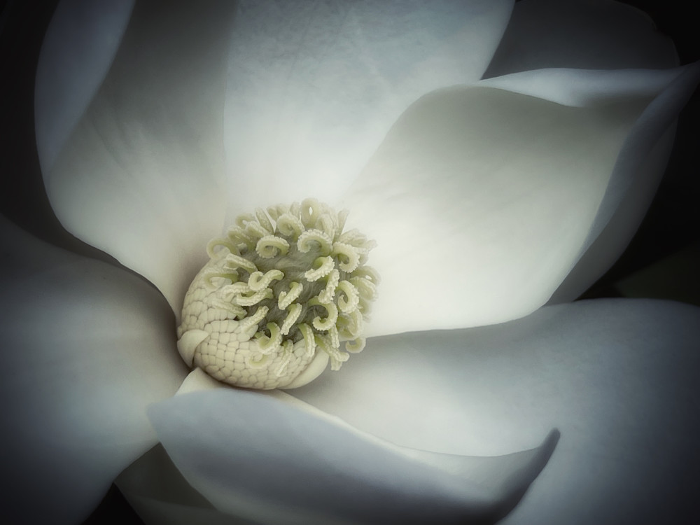 Shade Magnolia Photography Art | Kathleen Messmer Photography