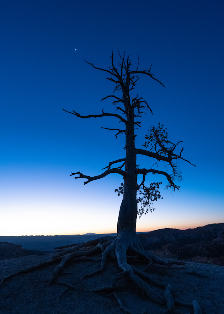 Pine Tree And Moon,  Bryce Canyon, Utah Photography Art | Kim Bova Photography