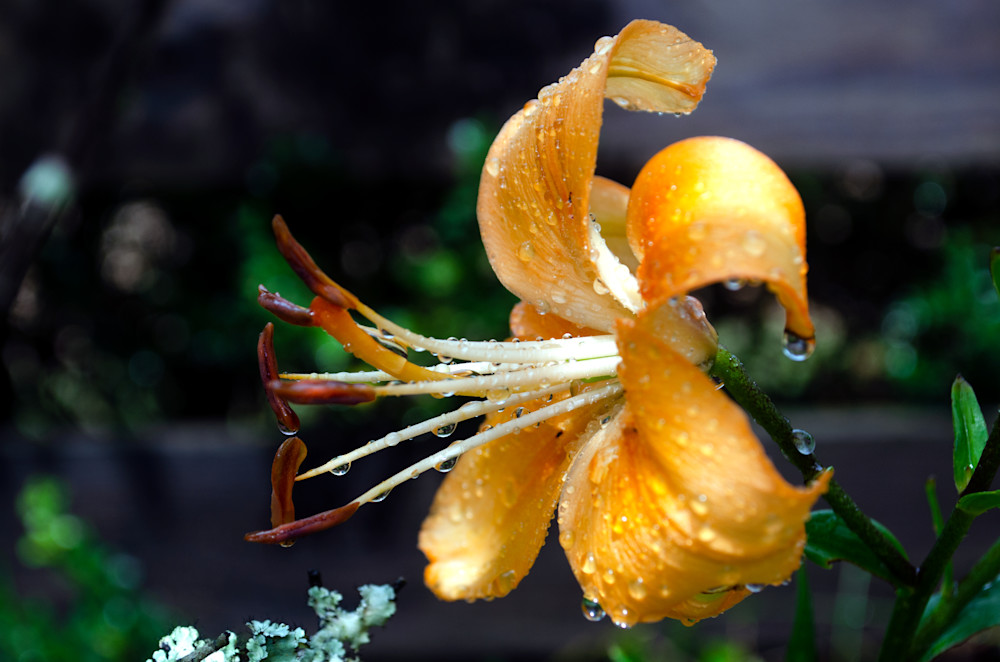 Lily In The Rain Photography Art | Playful Gallery by Rob Harrison