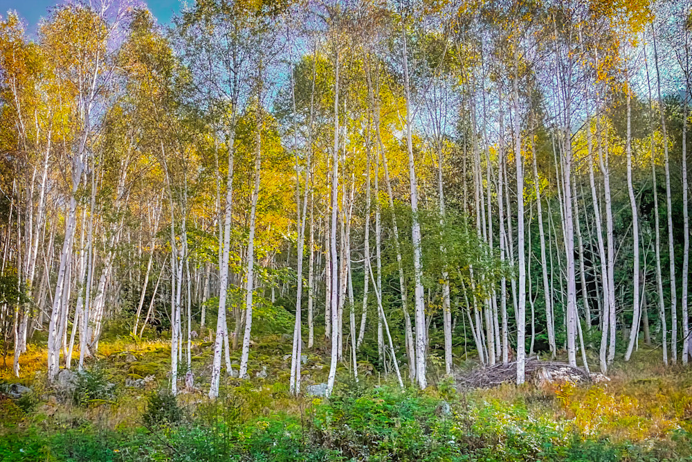 Birch Trees In The Alps Photography Art | J-M Artography